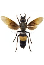. Vespa Tropica (Wasp) in luxury 3D frame, 12 x 12 cm