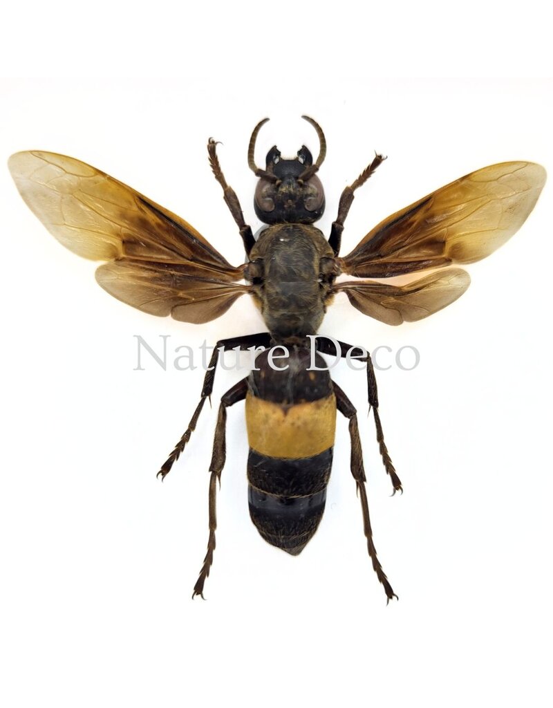 . Vespa Tropica (Wasp) in luxury 3D frame, 12 x 12 cm