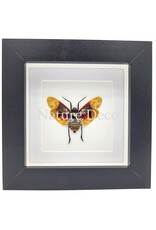 . Penthicodes Farinosa Borneo (lanternfly) in luxury 3D frame 12 x 12 cm