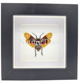 . Penthicodes Farinosa Borneo (lanternfly) in luxury 3D frame