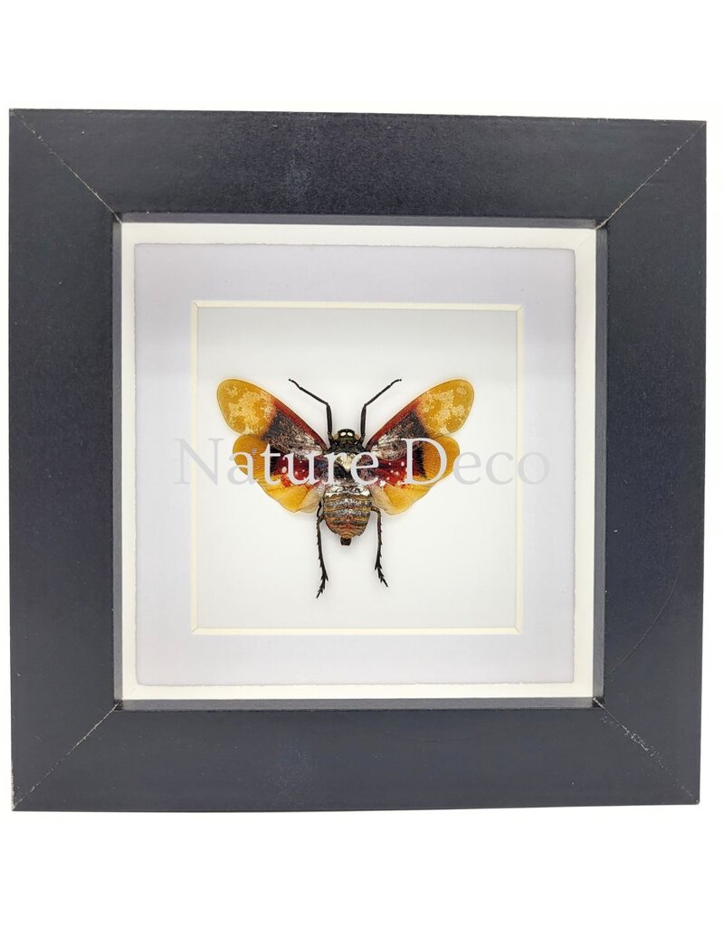 . Penthicodes Farinosa Borneo (lanternfly) in luxury 3D frame 12 x 12 cm