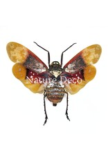 . Penthicodes Farinosa Borneo (lantaarnvlieg) in luxe 3D lijst 12 x 12 cm