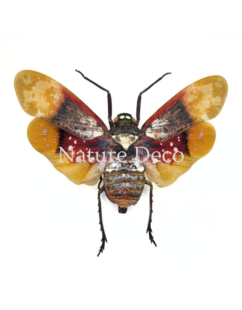 . Penthicodes Farinosa Borneo (lanternfly) in luxury 3D frame 12 x 12 cm