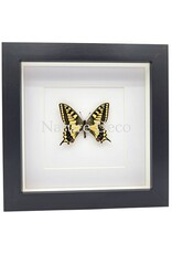 . Papilio Machaon (Koninginnenpage) in luxe 3D lijst 17 x 17 cm