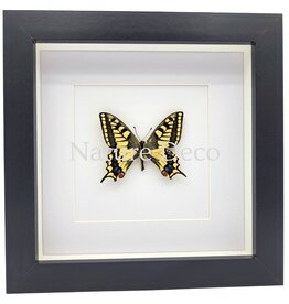 . Papilio Machaon (Koninginnenpage) in luxe 3D lijst