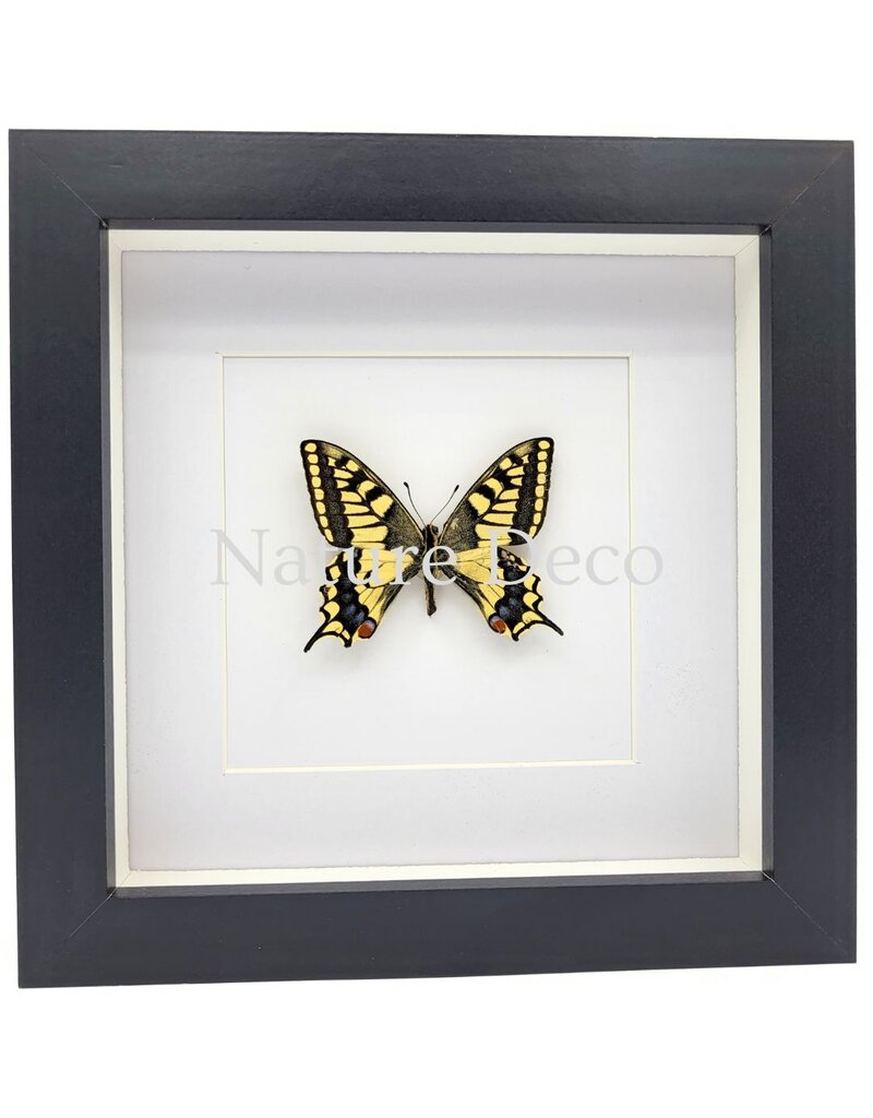 . Papilio Machaon (Koninginnenpage) in luxe 3D lijst 17 x 17 cm