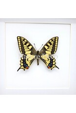 . Papilio Machaon (Koninginnenpage) in luxe 3D lijst 17 x 17 cm