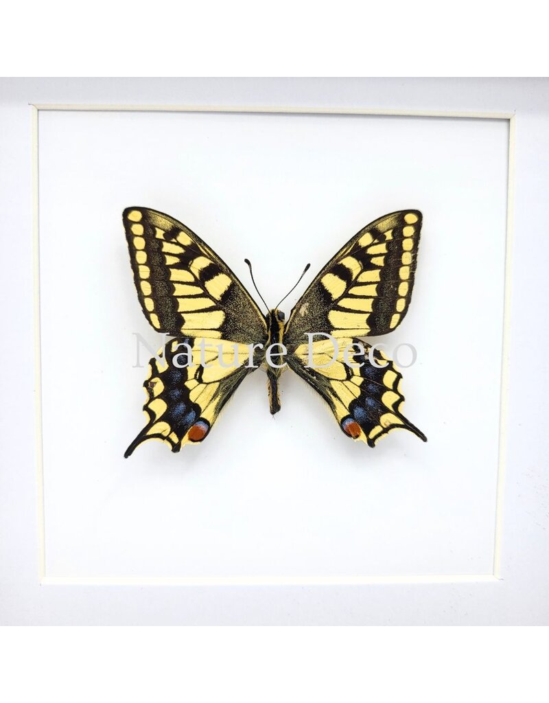 . Papilio Machaon (Swallowtail Butterfly) in luxury 3D frame 17 x 17 cm