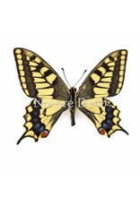 . Papilio Machaon (Koninginnenpage) in luxe 3D lijst 17 x 17 cm