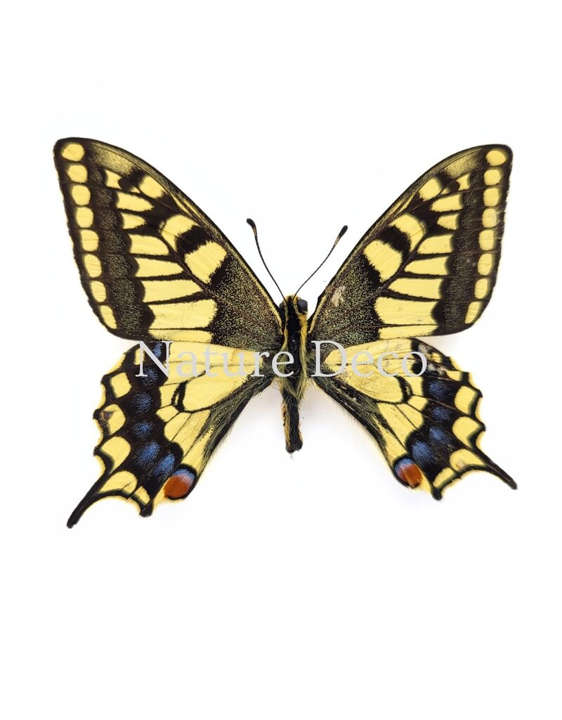 . Papilio Machaon (Koninginnenpage) in luxe 3D lijst 17 x 17 cm