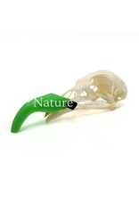 . Pheasant skull (Phasianus colchicus) with cap, 9 x 3 x 3 cm