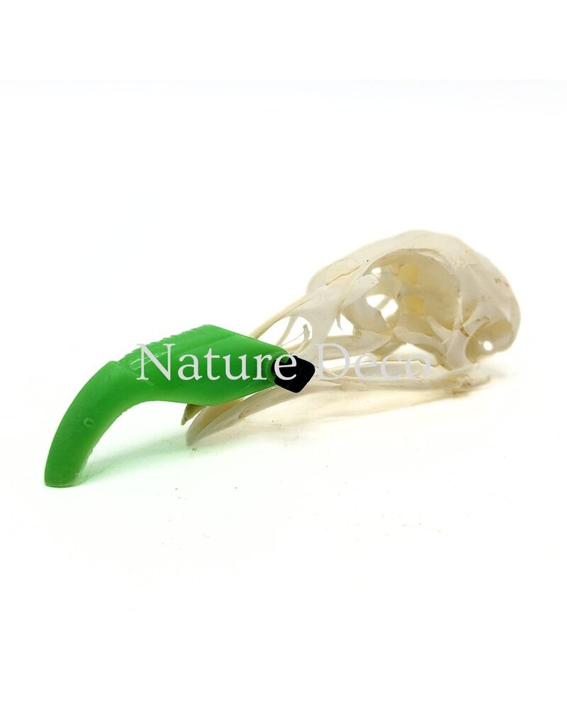 . Pheasant skull (Phasianus colchicus) with cap, 9 x 3 x 3 cm
