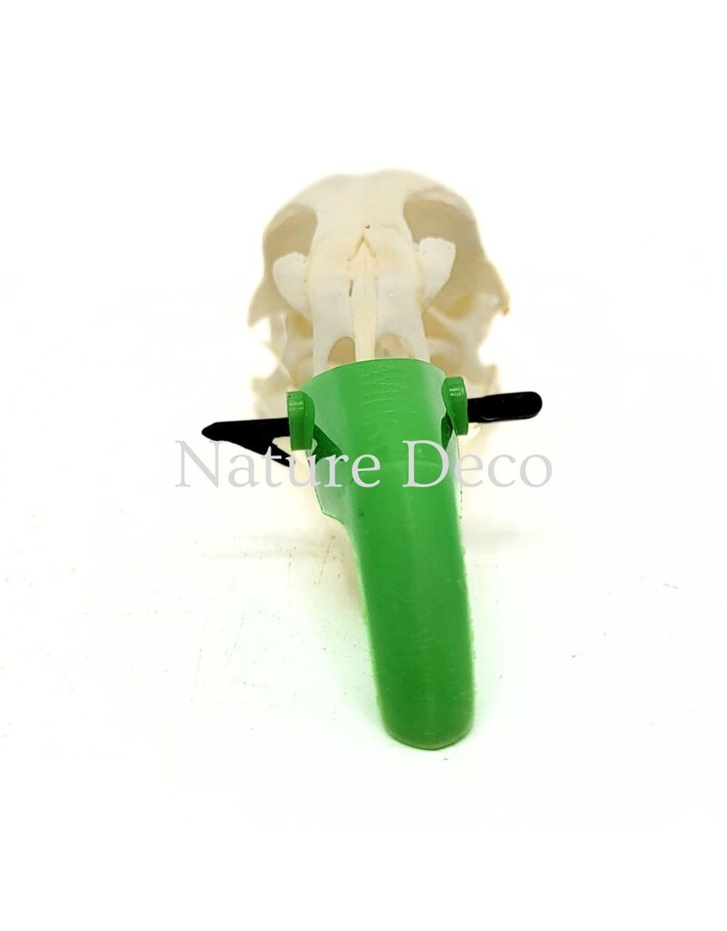 . Pheasant skull (Phasianus colchicus) with cap, 9 x 3 x 3 cm