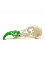. Pheasant skull (Phasianus colchicus) with cap, 9 x 3 x 3 cm