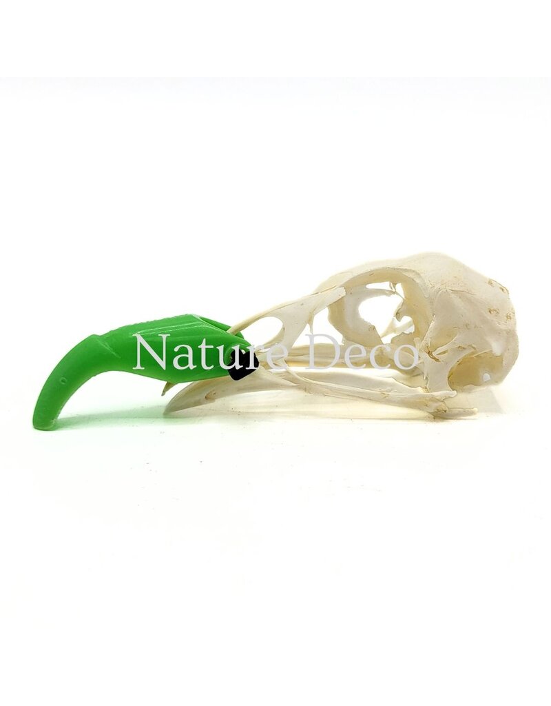 . Pheasant skull (Phasianus colchicus) with cap, 9 x 3 x 3 cm