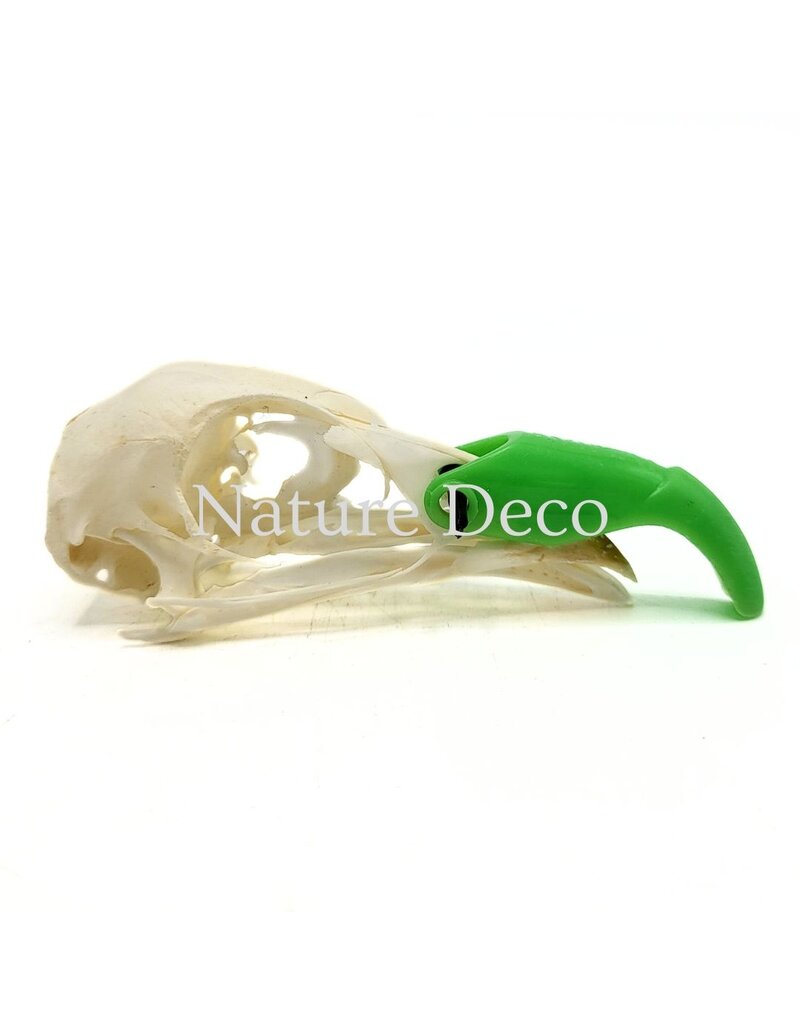 . Pheasant skull (Phasianus colchicus) with cap, 9 x 3 x 3 cm