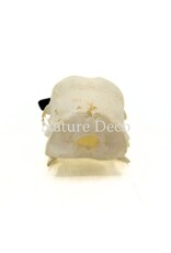 . Pheasant skull (Phasianus colchicus) with cap, 9 x 3 x 3 cm