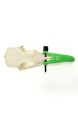 . Pheasant skull (Phasianus colchicus) with cap, 9 x 3 x 3 cm