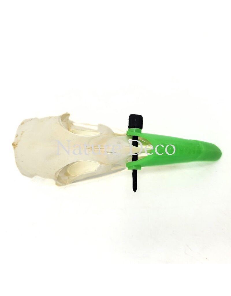 . Pheasant skull (Phasianus colchicus) with cap, 9 x 3 x 3 cm