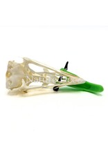 . Pheasant skull (Phasianus colchicus) with cap, 9 x 3 x 3 cm