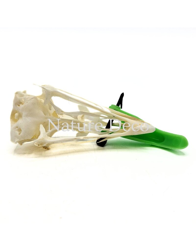 . Pheasant skull (Phasianus colchicus) with cap, 9 x 3 x 3 cm