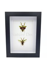 Nature Deco Creobroter Gemmatus duo in luxe 3D lijst 20,3 x 15,3 cm