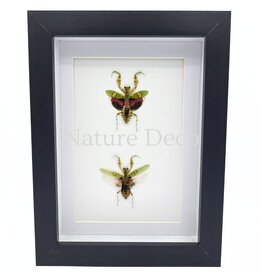 Nature Deco Creobroter Gemmatus duo in luxe 3D lijst