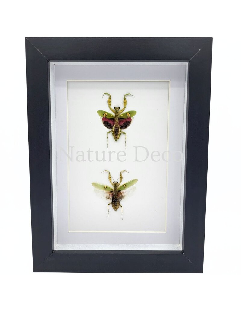 Nature Deco Creobroter Gemmatus duo in luxe 3D lijst 20,3 x 15,3 cm