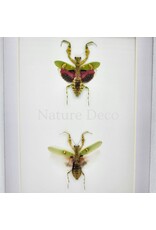 Nature Deco Creobroter Gemmatus duo in luxe 3D lijst 20,3 x 15,3 cm