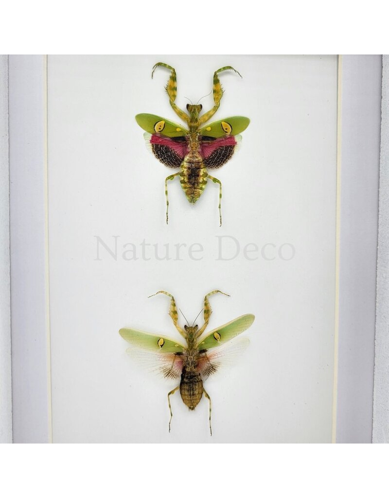 Nature Deco Creobroter Gemmatus Duo in luxury 3D frame 20.3 x 15.3 cm