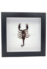 Nature Deco Mounted scorpion (Heterometrus sp.) in a luxurious 3D frame 17 x 17 cm