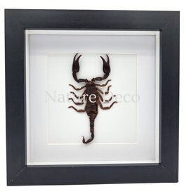 Nature Deco Mounted scorpion (Heterometrus sp.) in a luxurious 3D frame