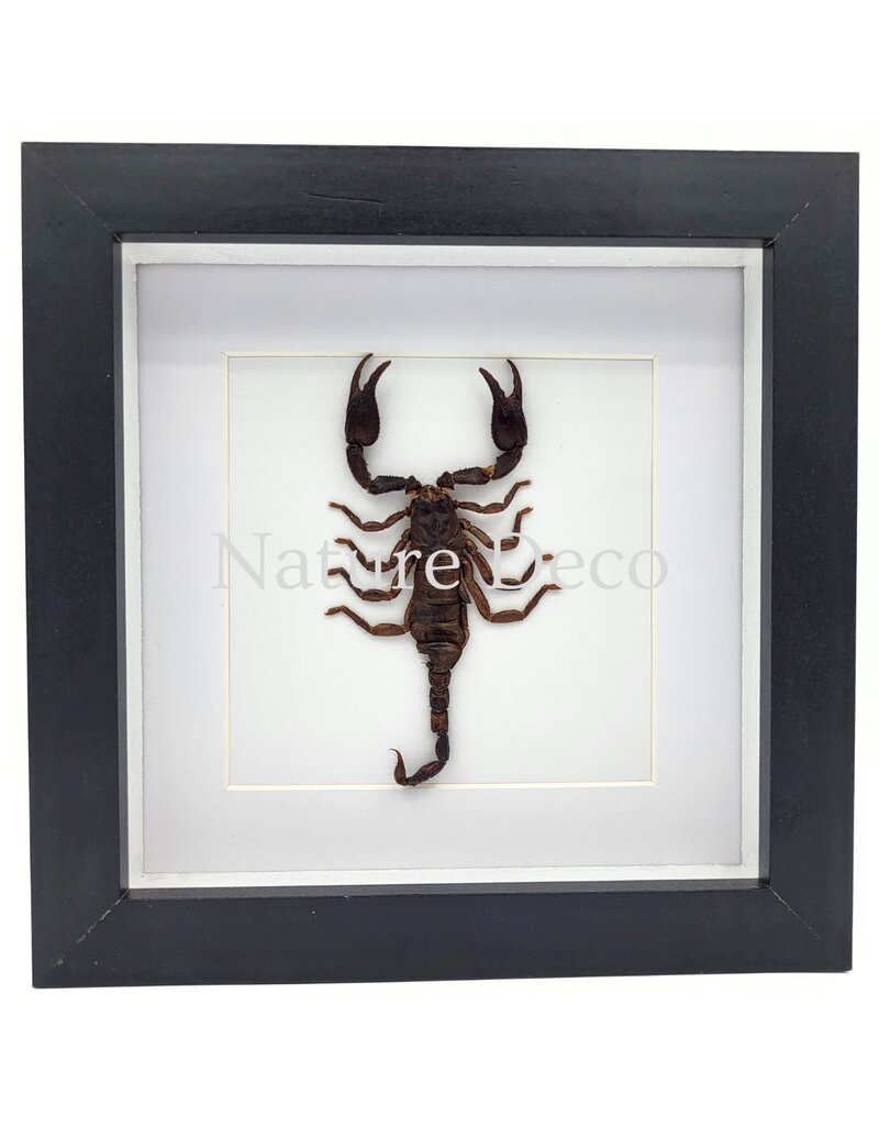 Nature Deco Mounted scorpion (Heterometrus sp.) in a luxurious 3D frame 17 x 17 cm