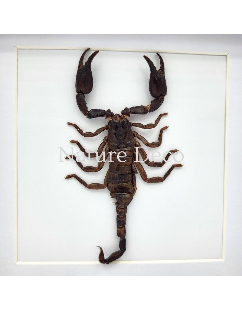Nature Deco Mounted scorpion (Heterometrus sp.) in a luxurious 3D frame 17 x 17 cm