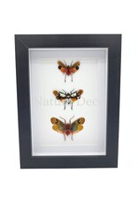 Nature Deco Penthicodes Trio (lantern fly) in a luxurious 3D frame 20.3 x 15.3 cm
