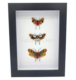 Nature Deco Penthicodes Trio (lantern fly) in a luxurious 3D frame