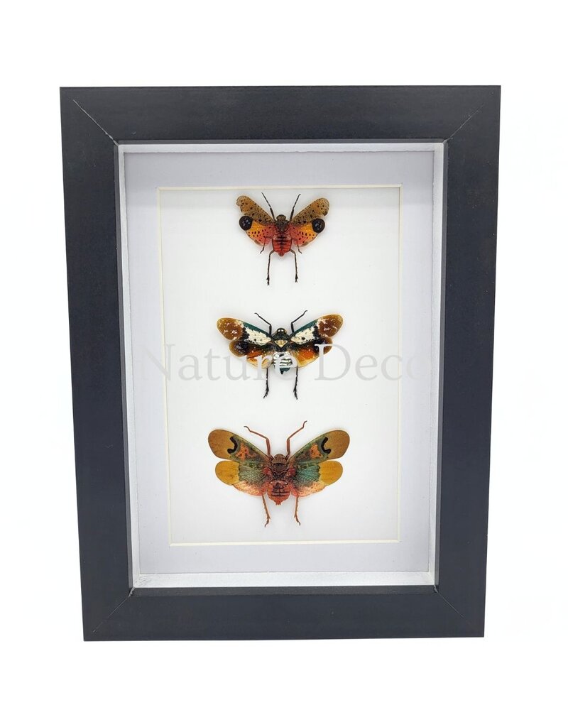 Nature Deco Penthicodes Trio (lantern fly) in a luxurious 3D frame 20.3 x 15.3 cm