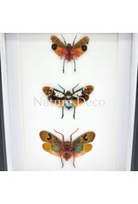 Nature Deco Penthicodes Trio (lantern fly) in a luxurious 3D frame 20.3 x 15.3 cm