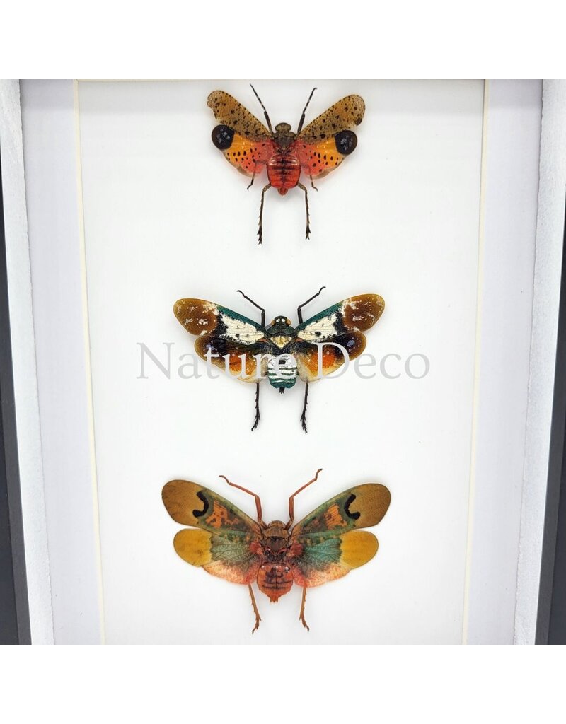 Nature Deco Penthicodes Trio (lantern fly) in a luxurious 3D frame 20.3 x 15.3 cm