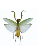 . (On)geprepareerde Hierodula Patellifera (bidsprinkhaan)