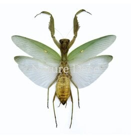 . (On)geprepareerde Hierodula Patellifera (bidsprinkhaan)