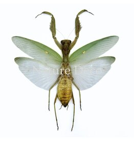 . (Un)mounted Mantidae (praying mantis)