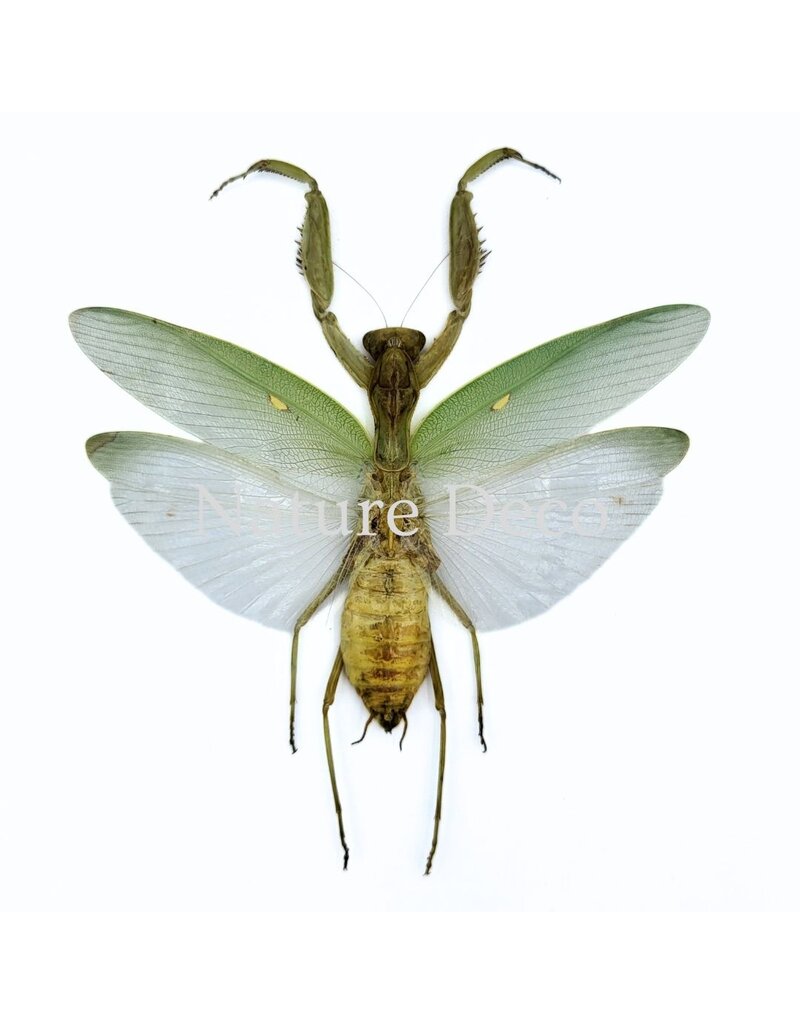 . (On)geprepareerde Hierodula Patellifera (bidsprinkhaan)