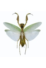 . (On)geprepareerde Hierodula Patellifera (bidsprinkhaan)