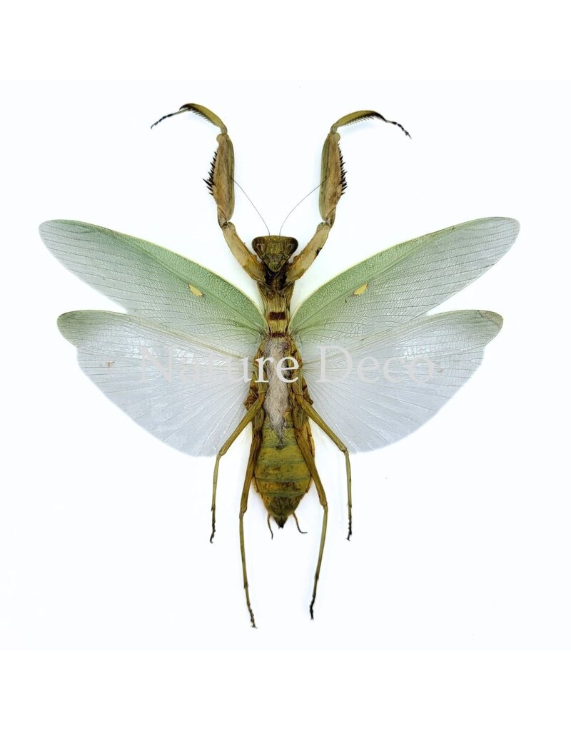 . (Un)mounted Hierodula Patellifera (praying mantis)