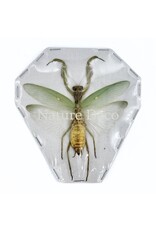 . (Un)mounted Mantidae (praying mantis)