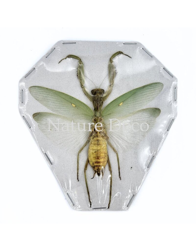 . (Un)mounted Mantidae (praying mantis)