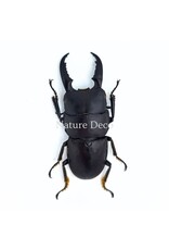 . (On)geprepareerde Dorcus intermedius