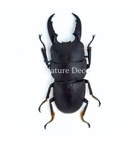 . (Un)mounted Dorcus intermedius