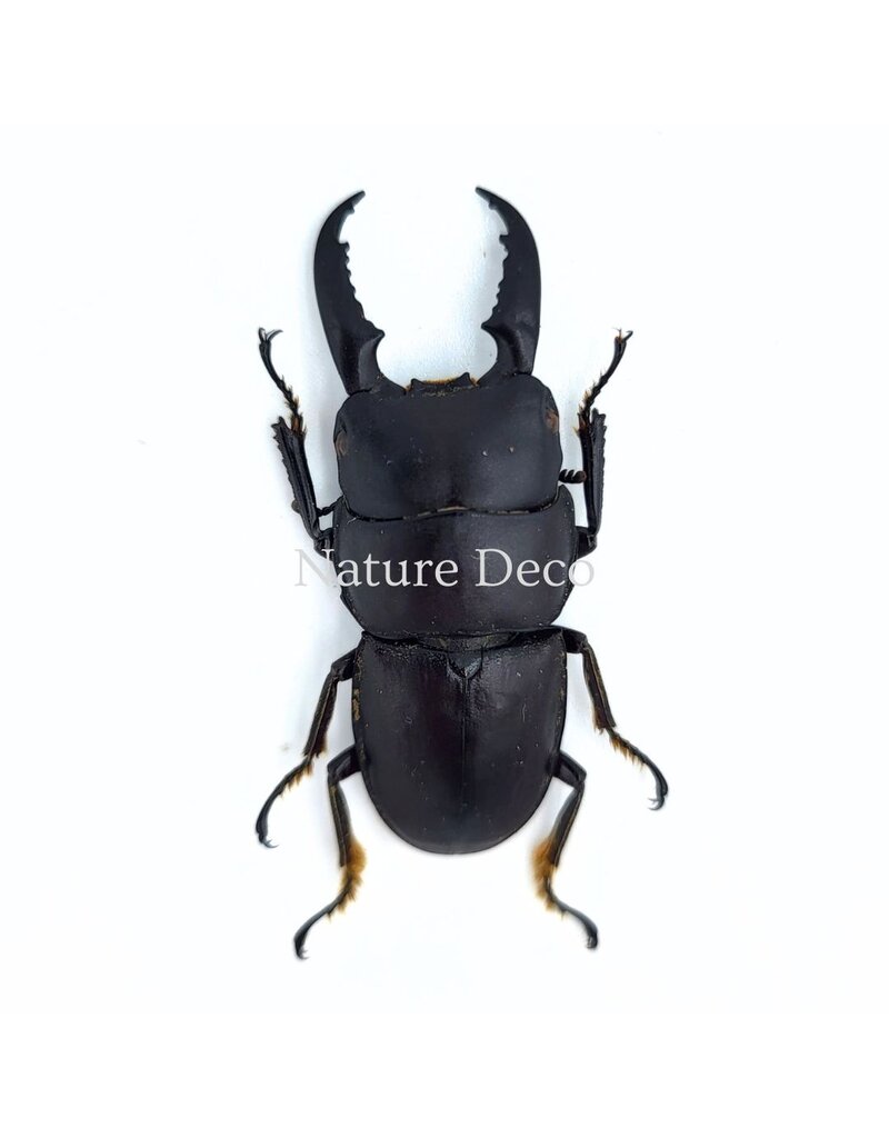 . (Un)mounted Dorcus intermedius